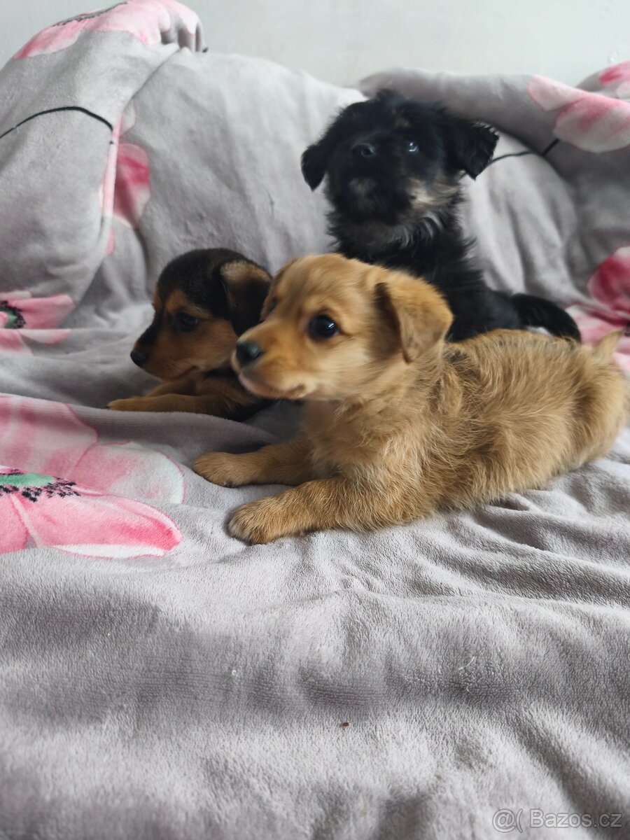 Jorkšírský teriér x pinč - 7