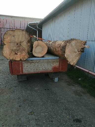 Jasanová kulatina - 7