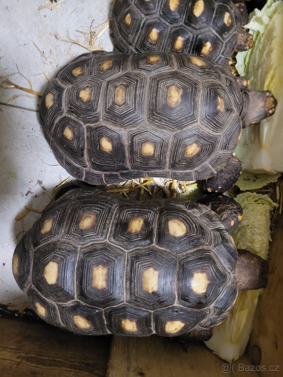 Chovné želvy uhlířské - 7