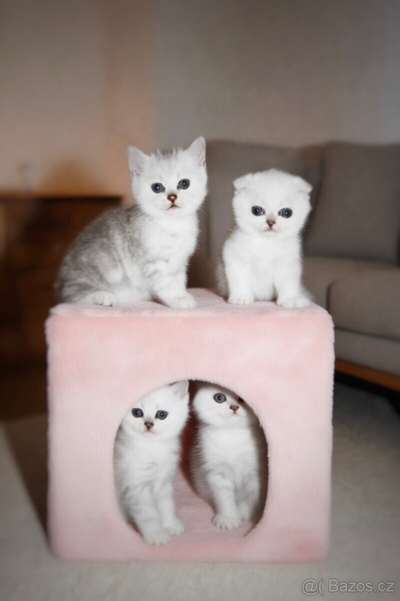Předrezervace stříbrných koťátek – Scottish Fold / Straight - 7