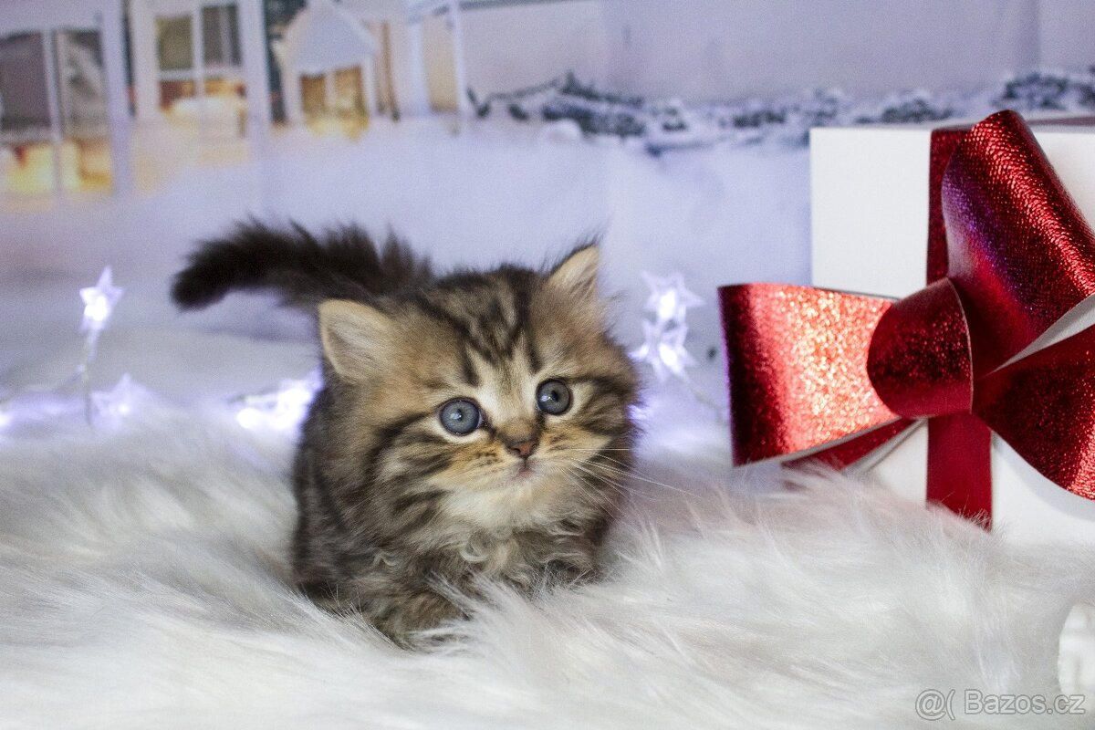 Britská koťátka - 7