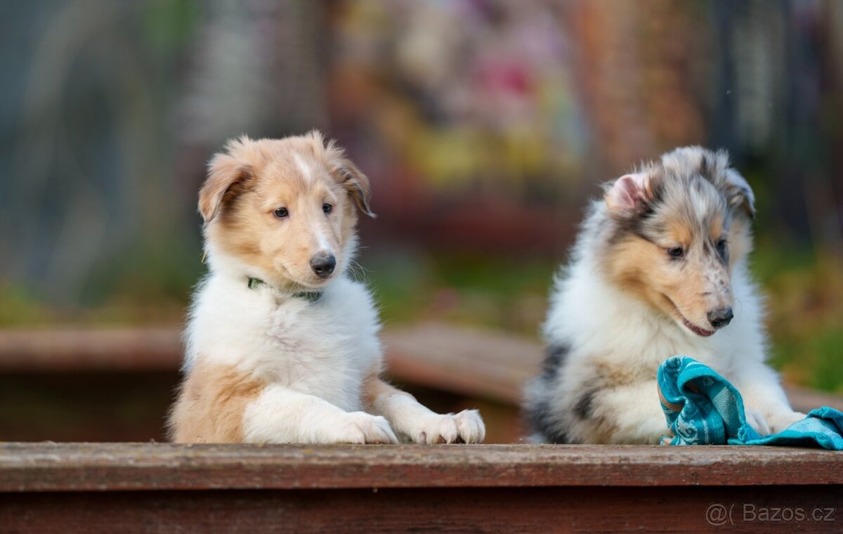 Štěně kolie hledá milující domov - 7