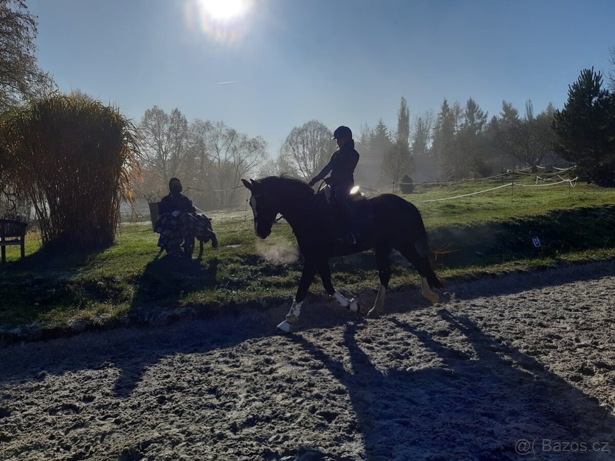 Vraná klisna po Florencio - 7