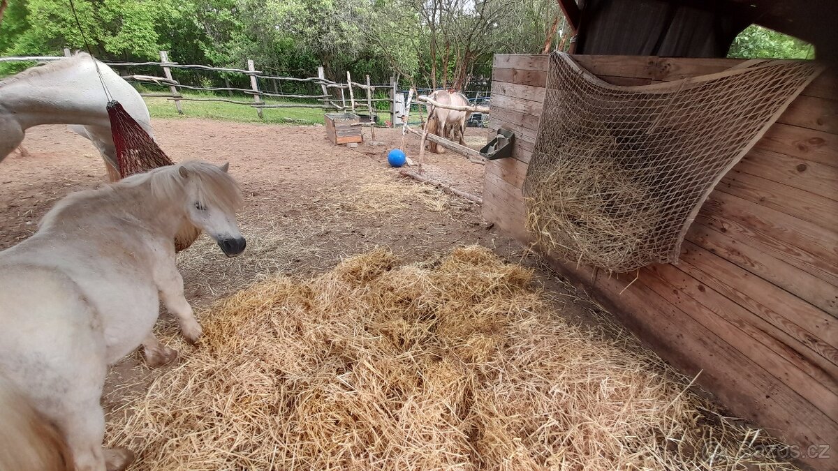 Nabídka ustájení 24/7 od jara - 7