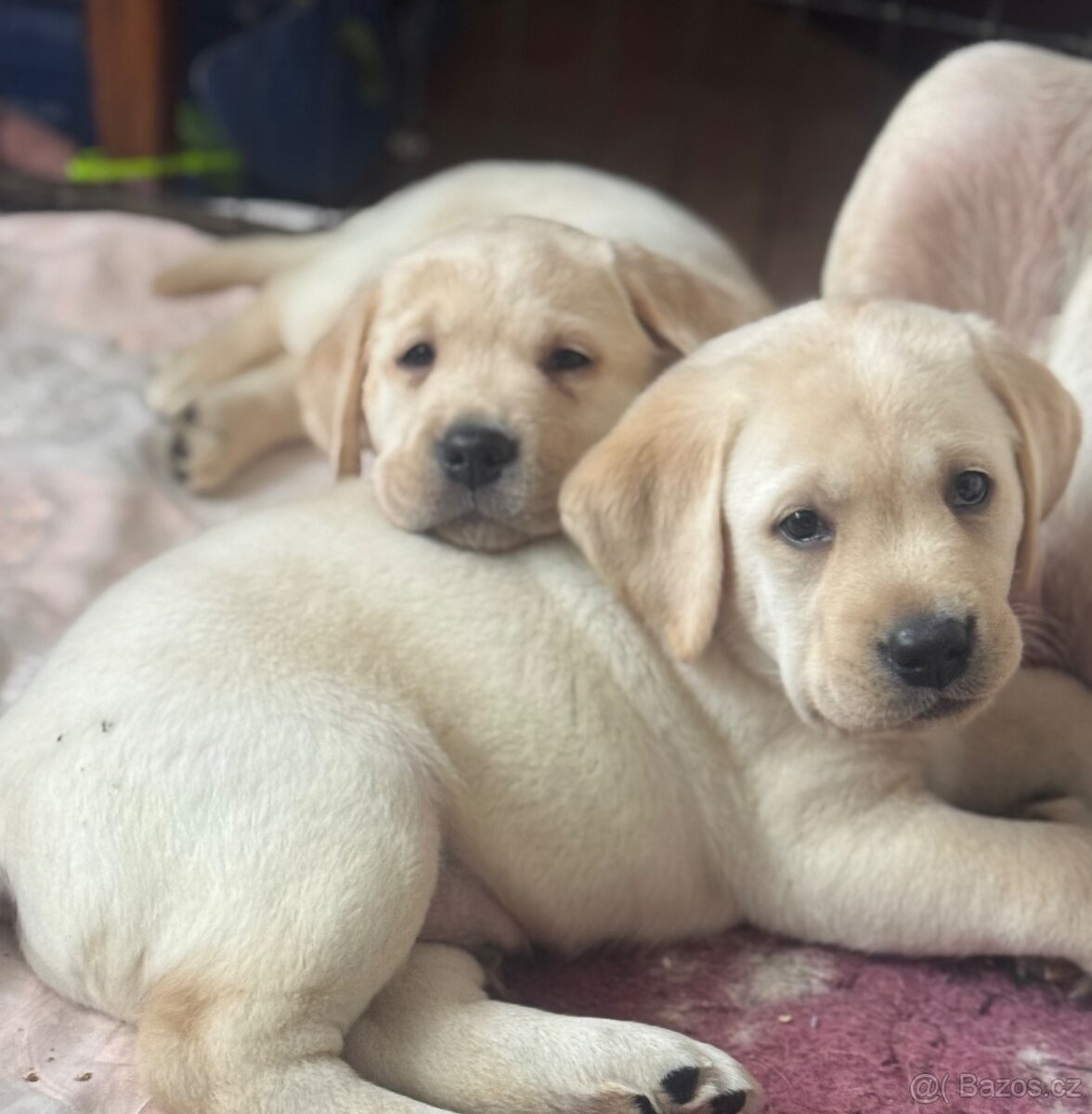 Labradorský retriever - 7