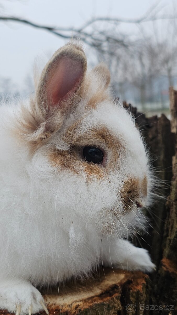 Lvíček zakrslý - 7