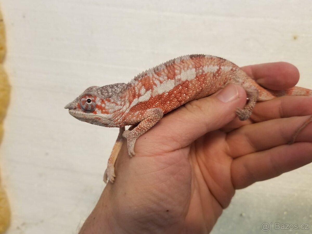Chameleon pardáli Nosy be - 7