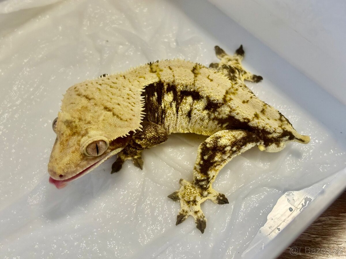 Pagekony řasnatý samec 38g - 7