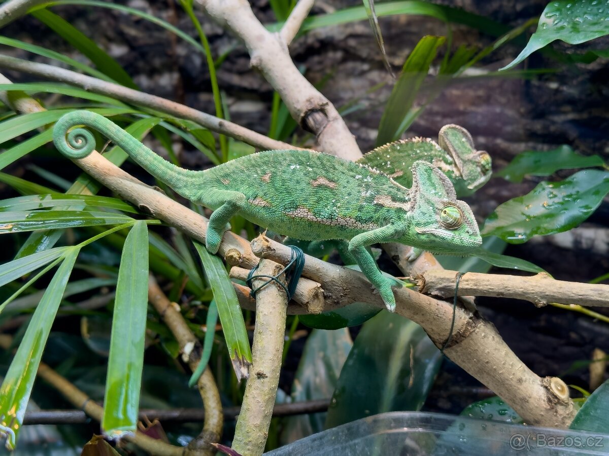 Chameleon jemenský - 7