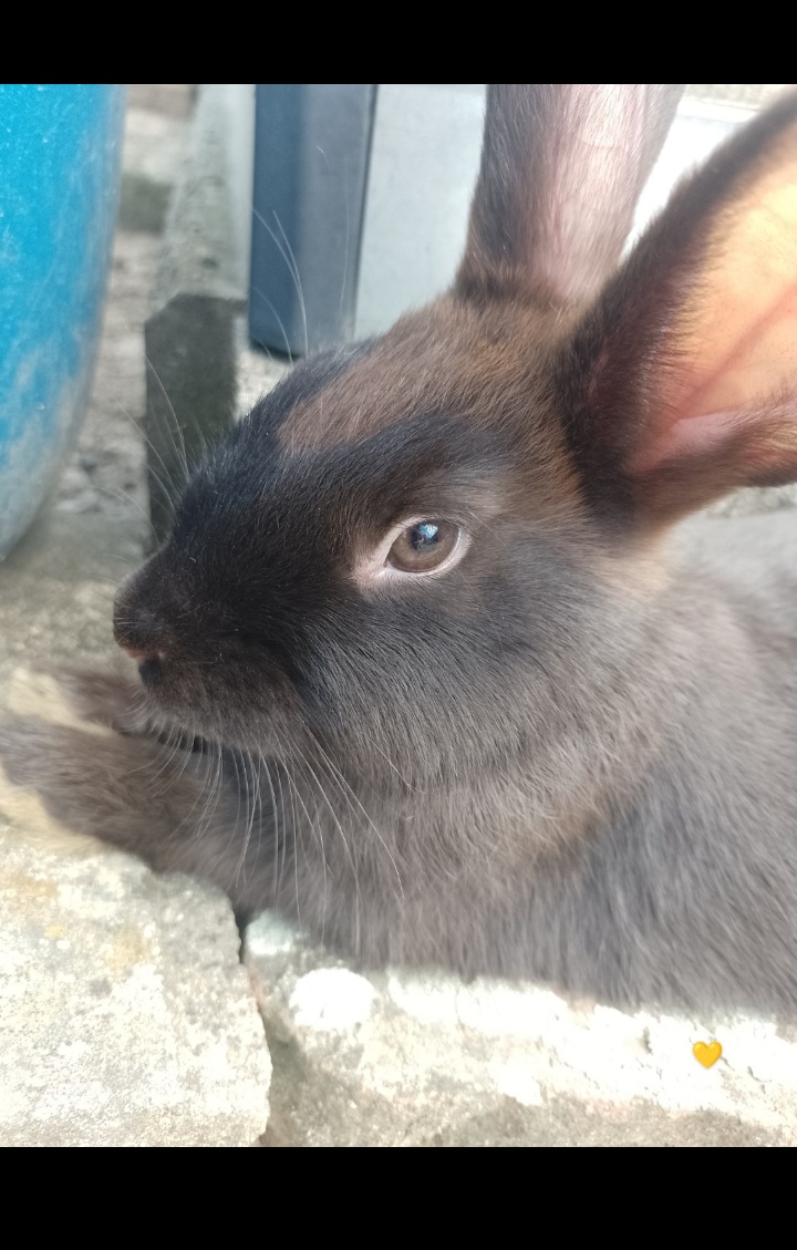 Mazlivý králíčci na prodej - 7