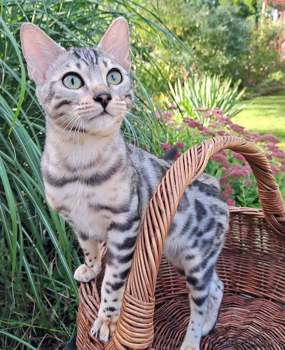 PŘEDBĚŽNÁ REZERVACE LUXUSNÍ Bengálská stříbrná koťáta s PP - 7