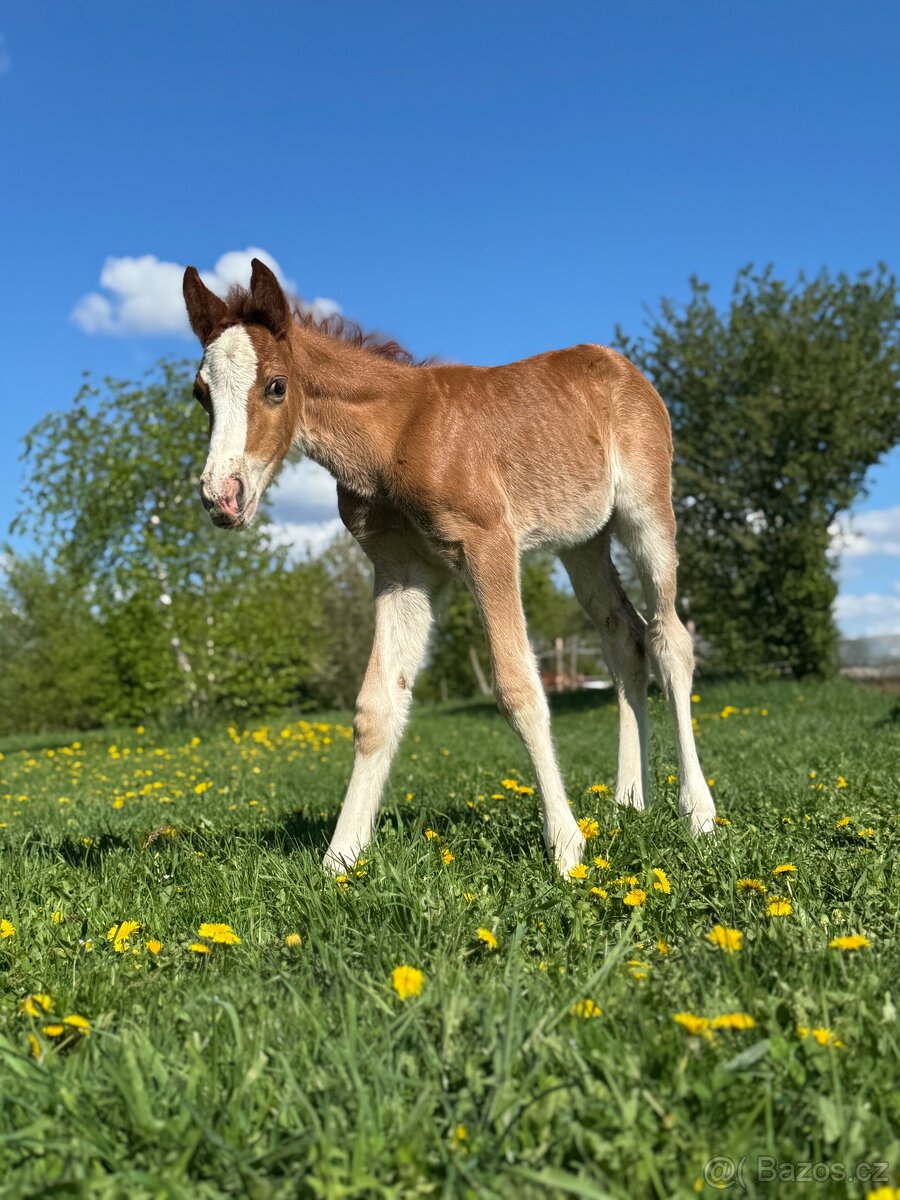 🌟 Hřebeček Welsh Cob v atraktivní barvě 🌟 - 7