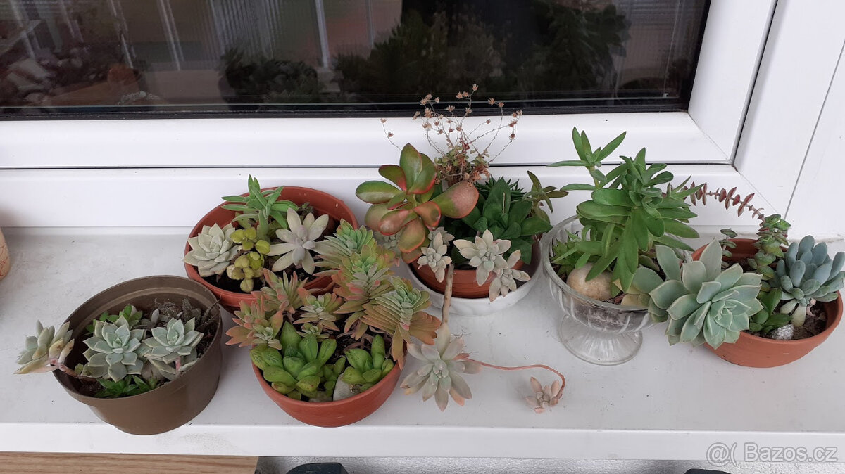 Misky sukulentů - 7