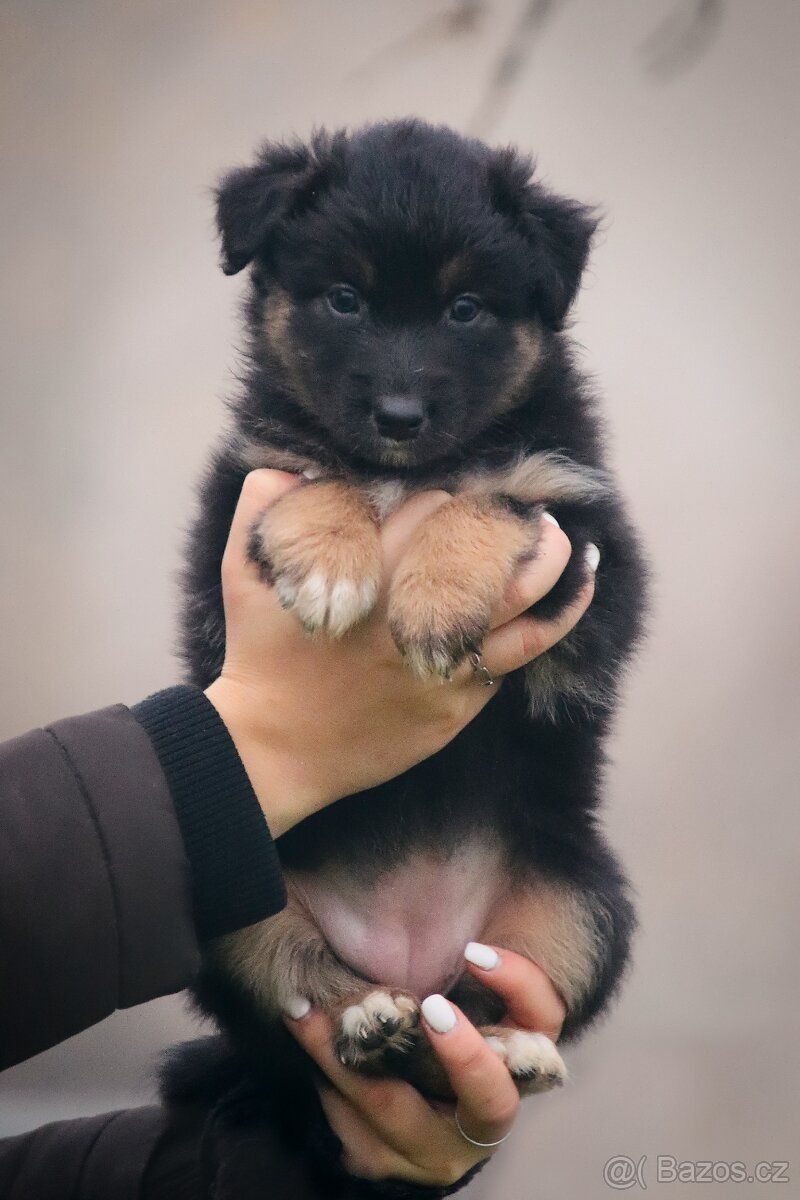 Australských ovčák s PP - 7