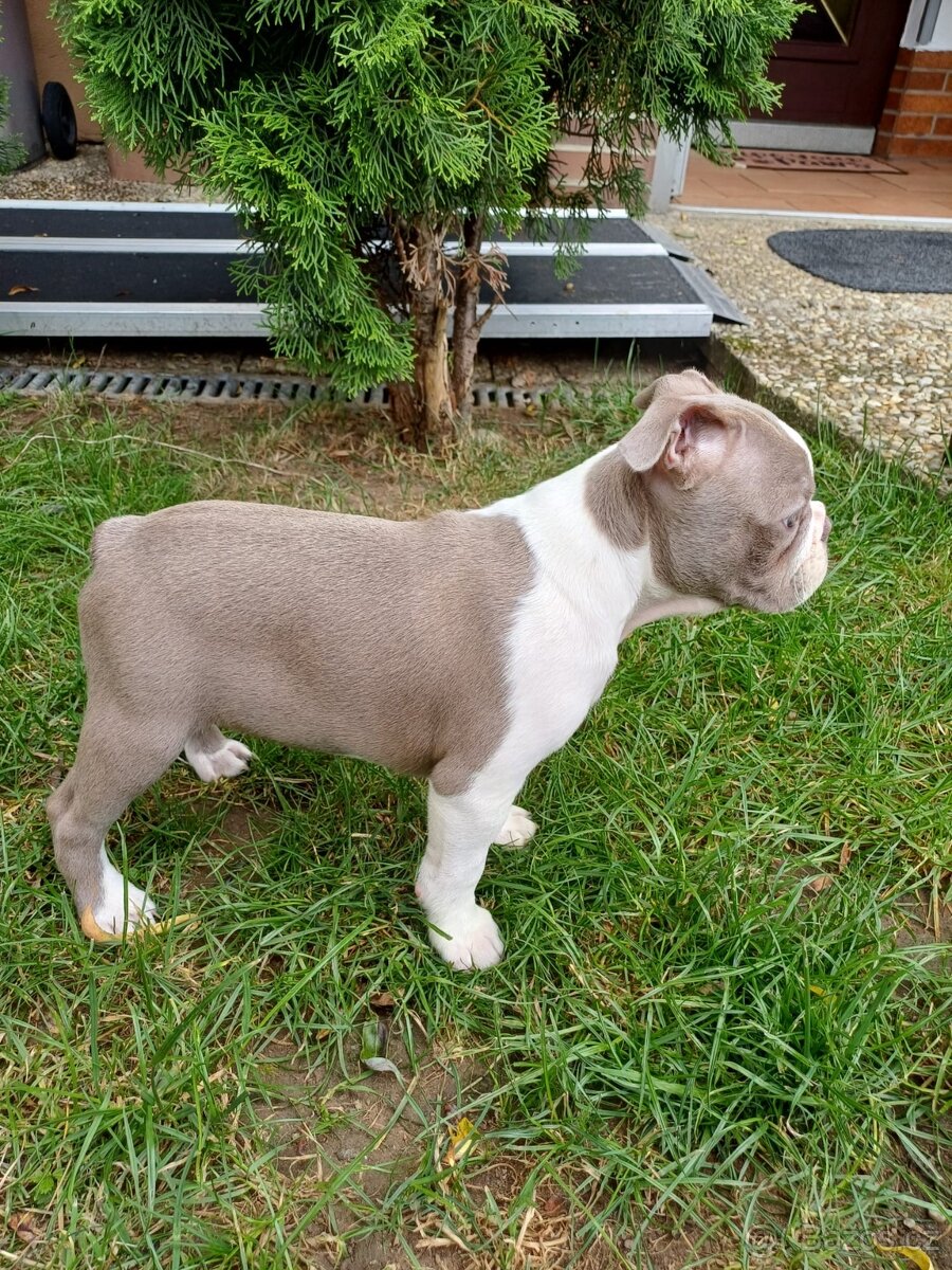 Bostonský teriér s PP - 7