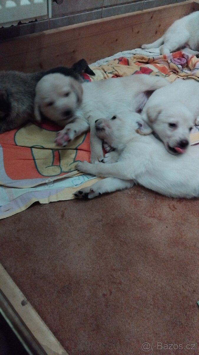 Štěňata - 7