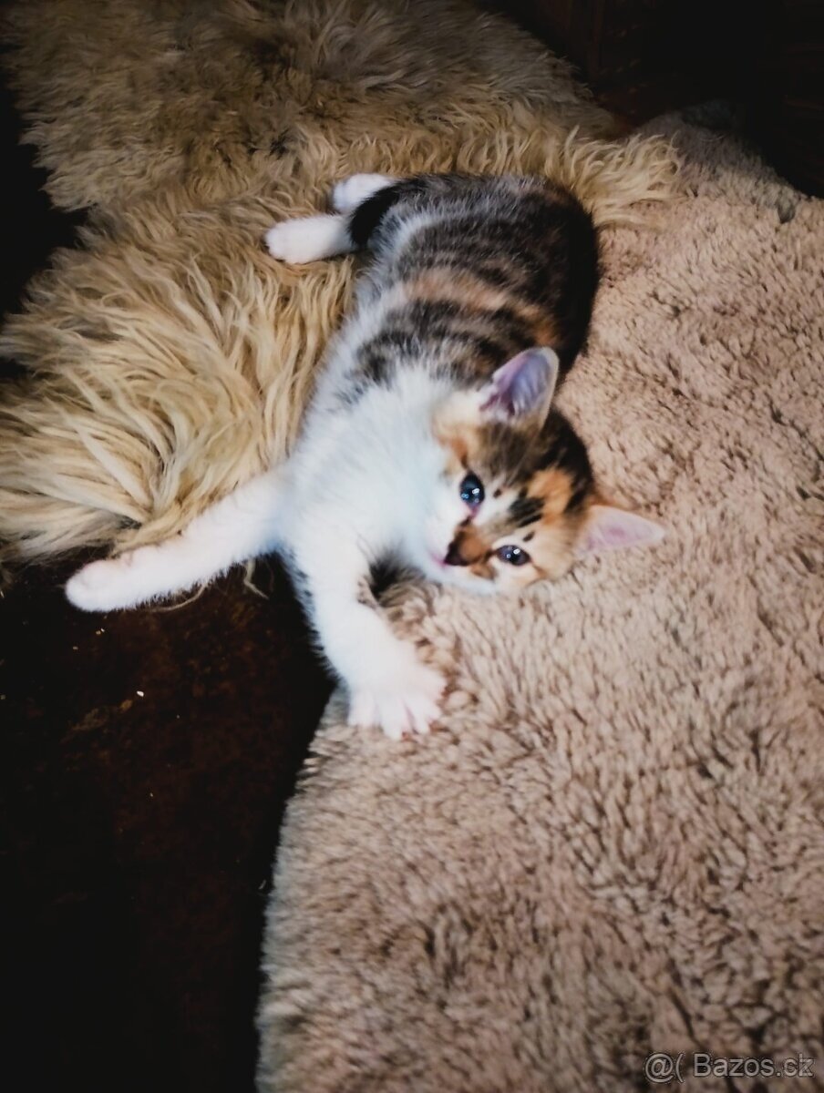 Modrooký kočky - 7