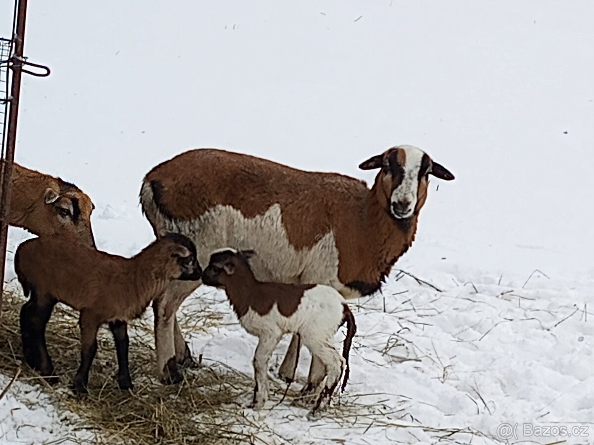 Kamerunské ovce - 7