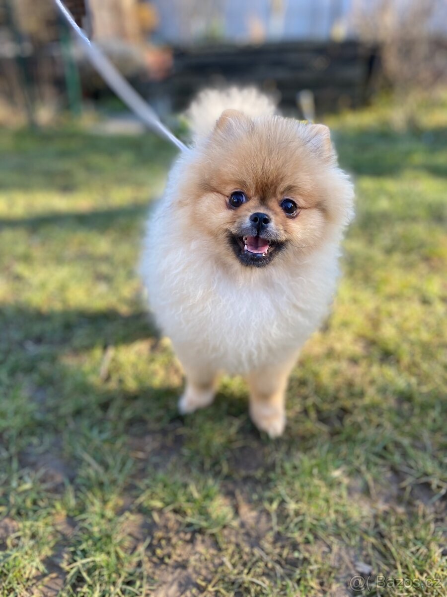 Pomeranian Fci s PP - 7