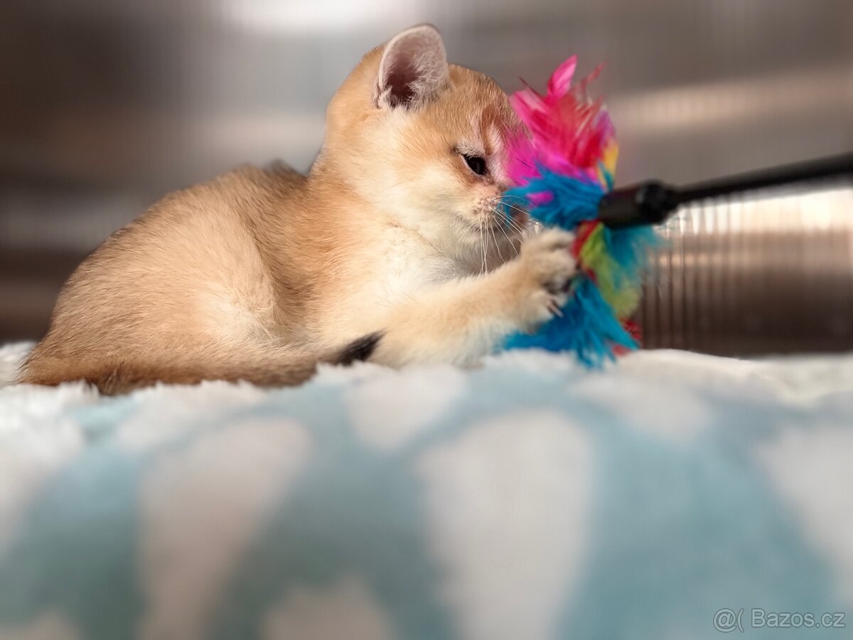 Luxusní zlata britská koťata s PP pro chov - 7