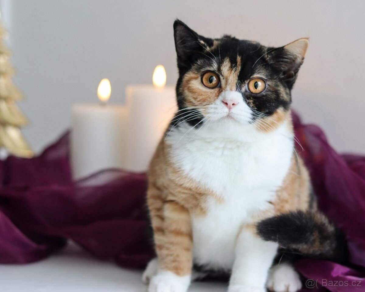 Britská koťátka s PP - Holčičky - 7