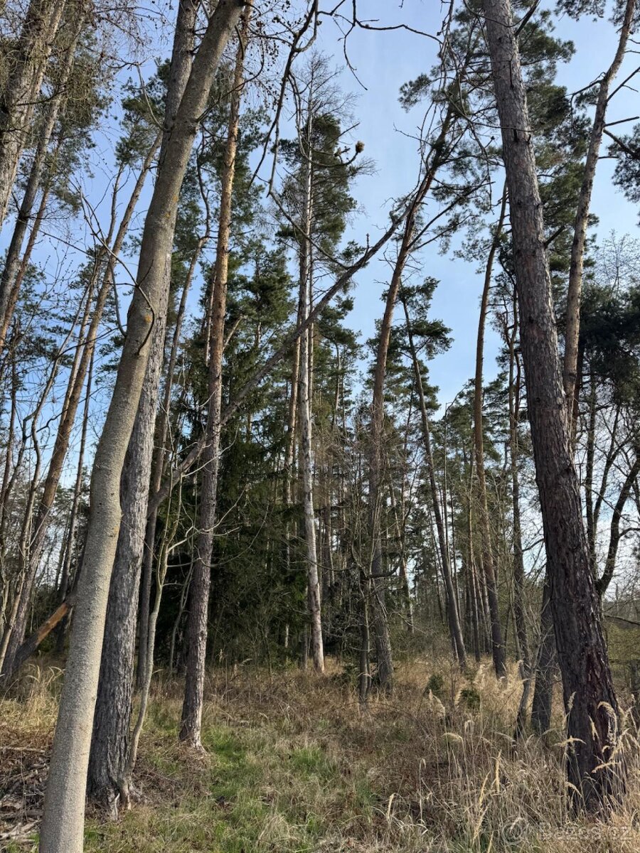 Prodám lesní pozemek v k. ú. Louňovice pod Blaníkem - 7