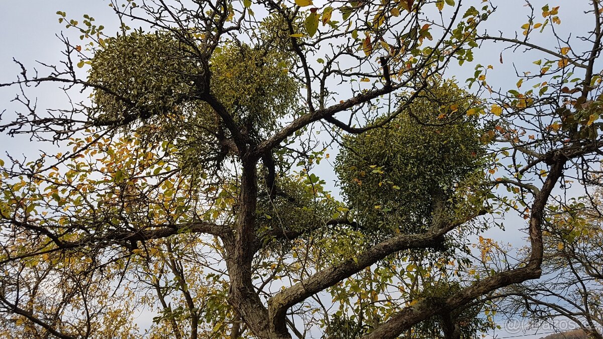 Prodám krásné jmelí na dekorace, do kytic apod. - 7