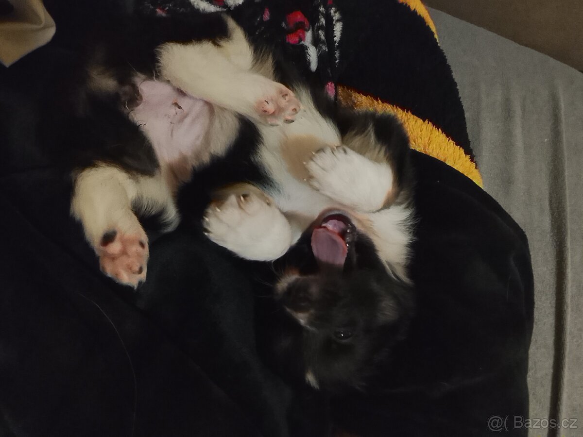 Border kolie štěňata - 7