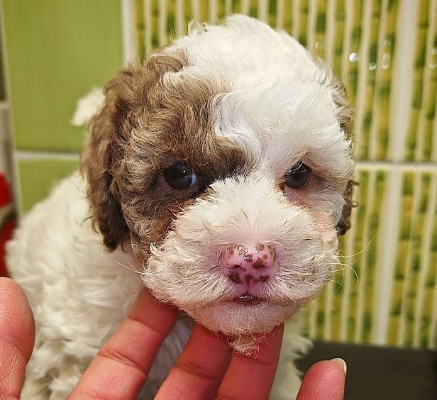 PUDL TRPASLIČÍ VÍCEBAREVNÝ s PP - 7