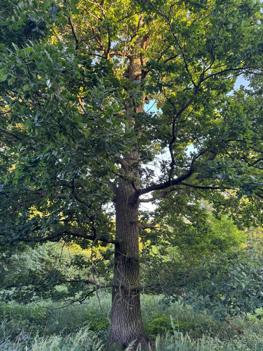 Prodám lesní pozemky v k.ú. Vlašim - 7