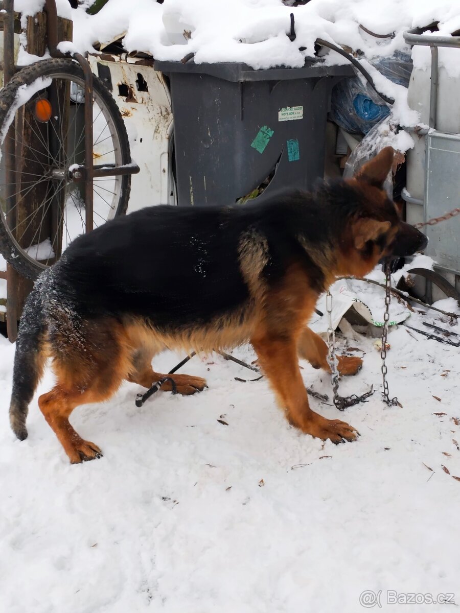 Německý ovčák - 7