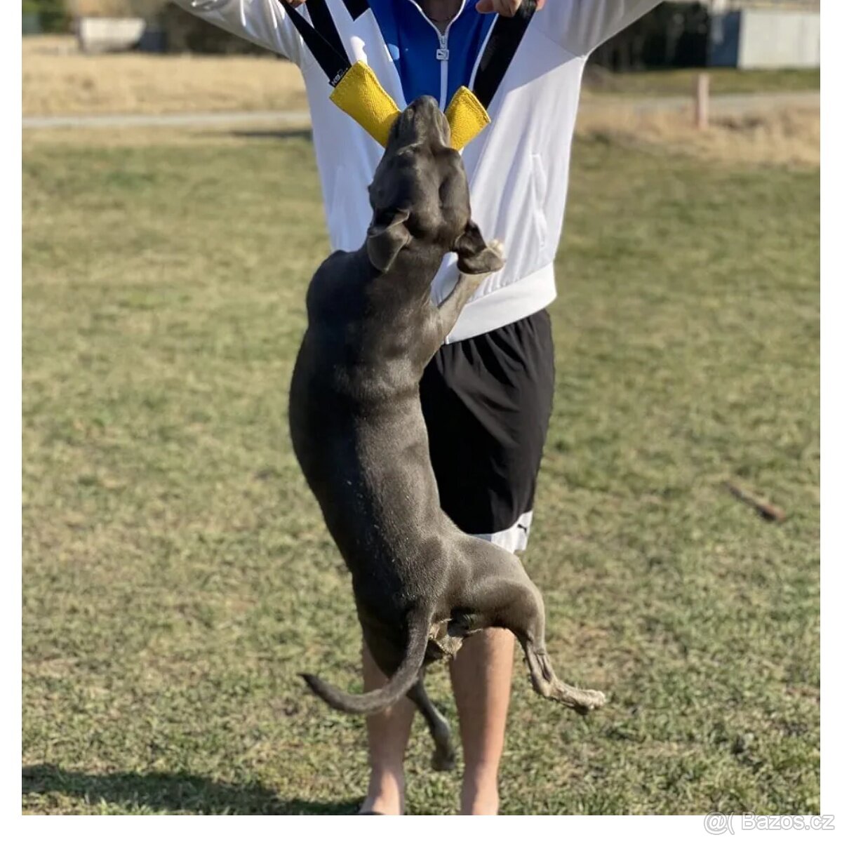 Pešek ,přetahovadlo pro psa. - 7