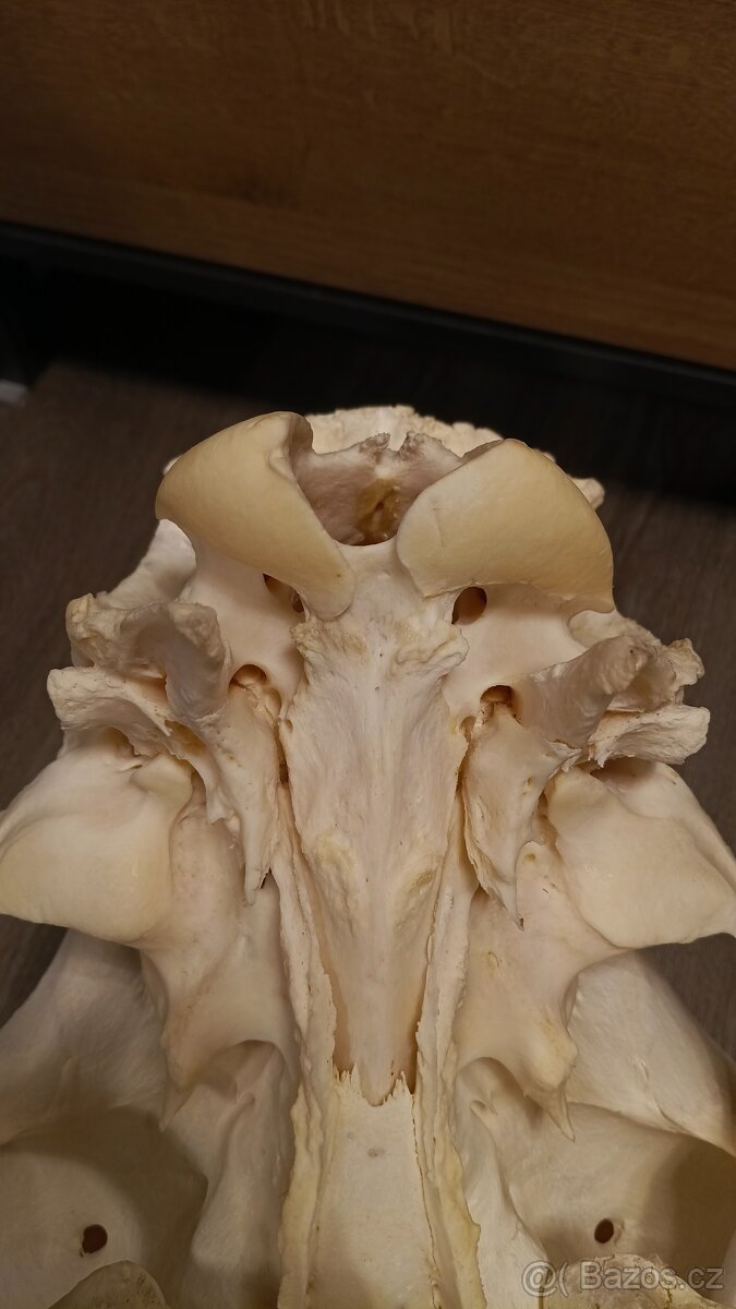 Žirafa Rothschildova - trofej, lebka - 7