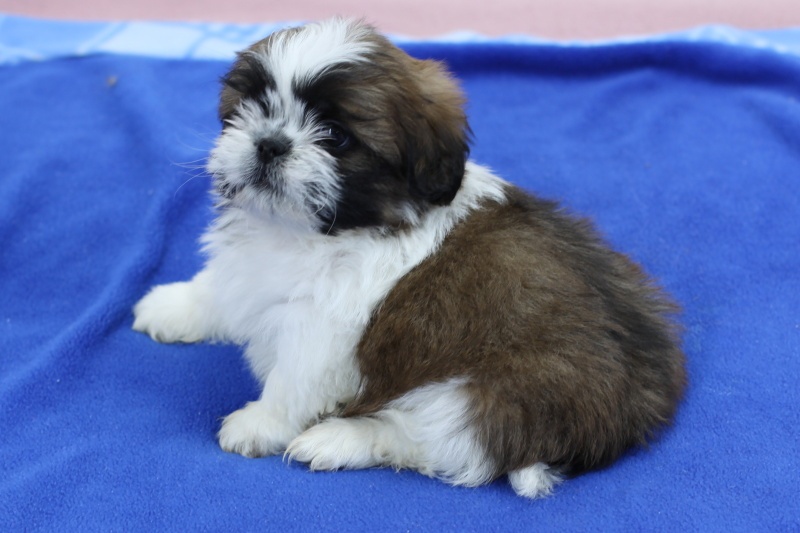 Shih-tzu, Shih tzu, si cu bez pp - 7