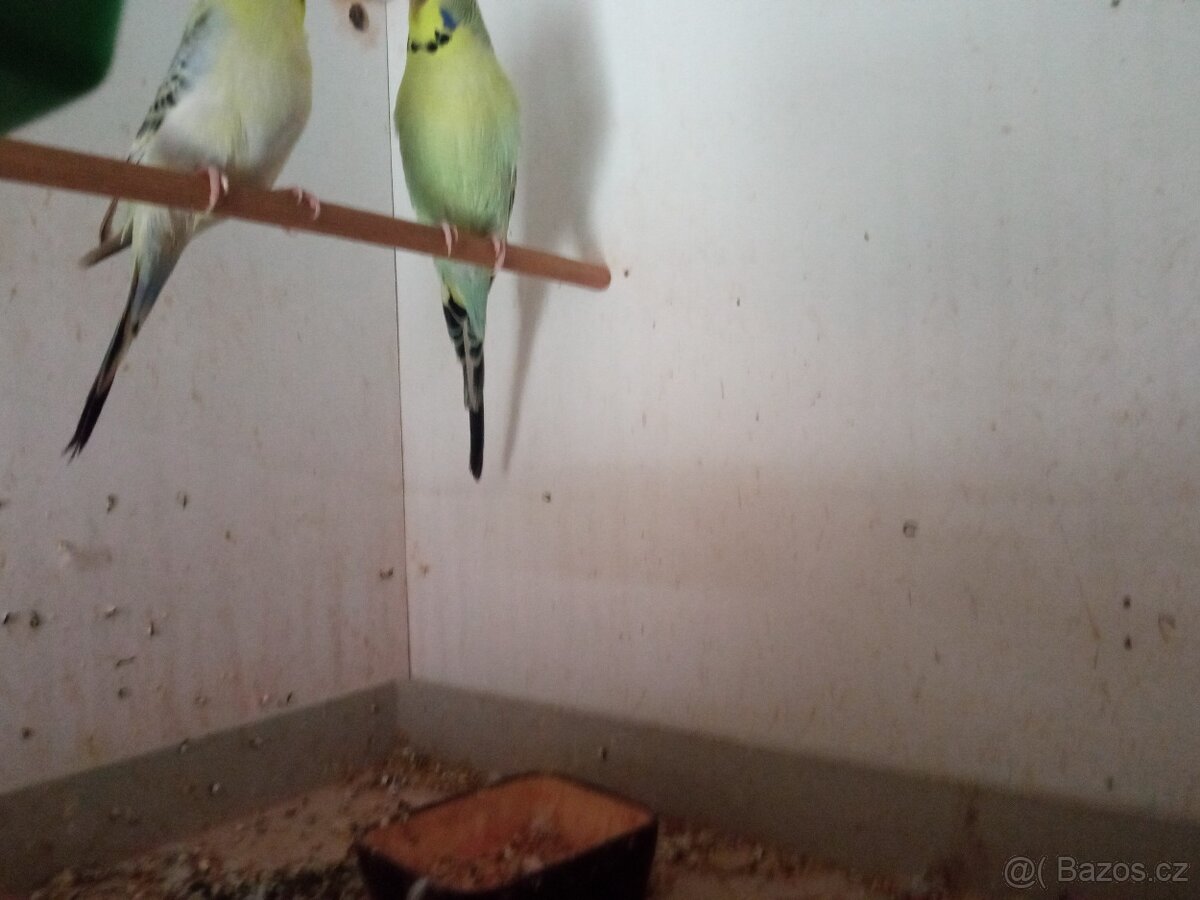 Andulky - 7