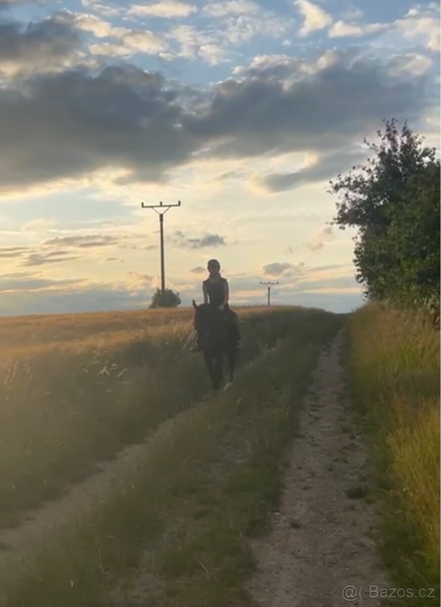 pony klisna kat. B - 7