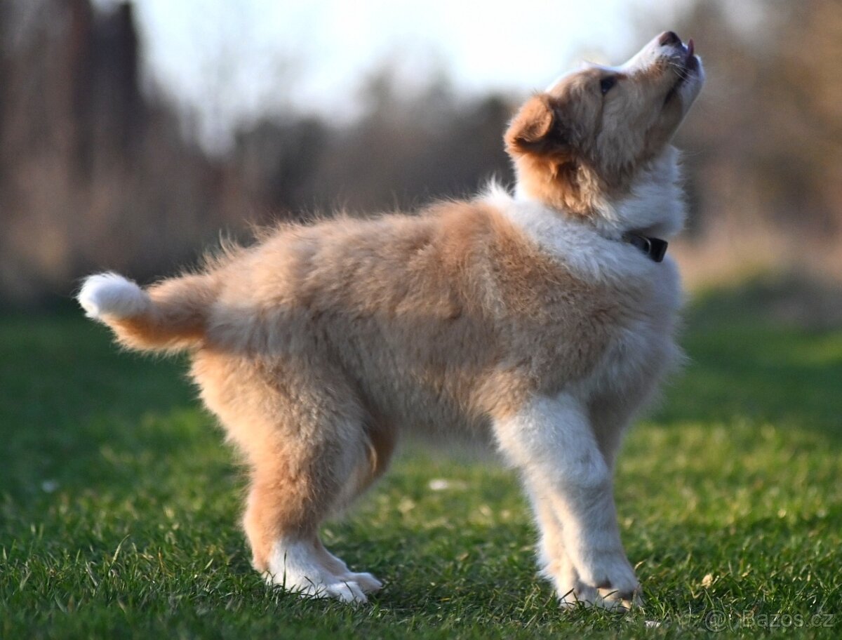 Border Collie / Border Kólia s PP - 7