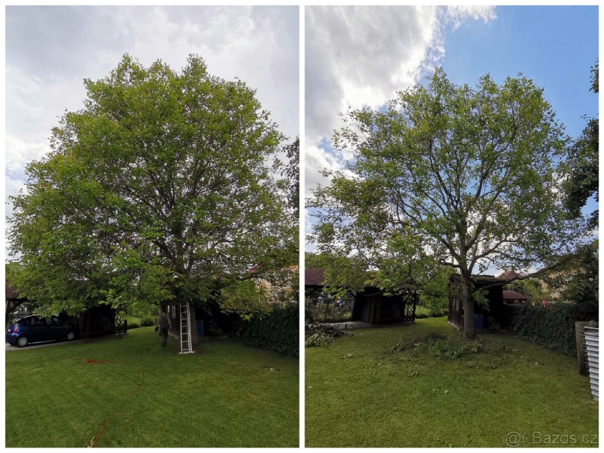 Odborný ořez stromů - 7