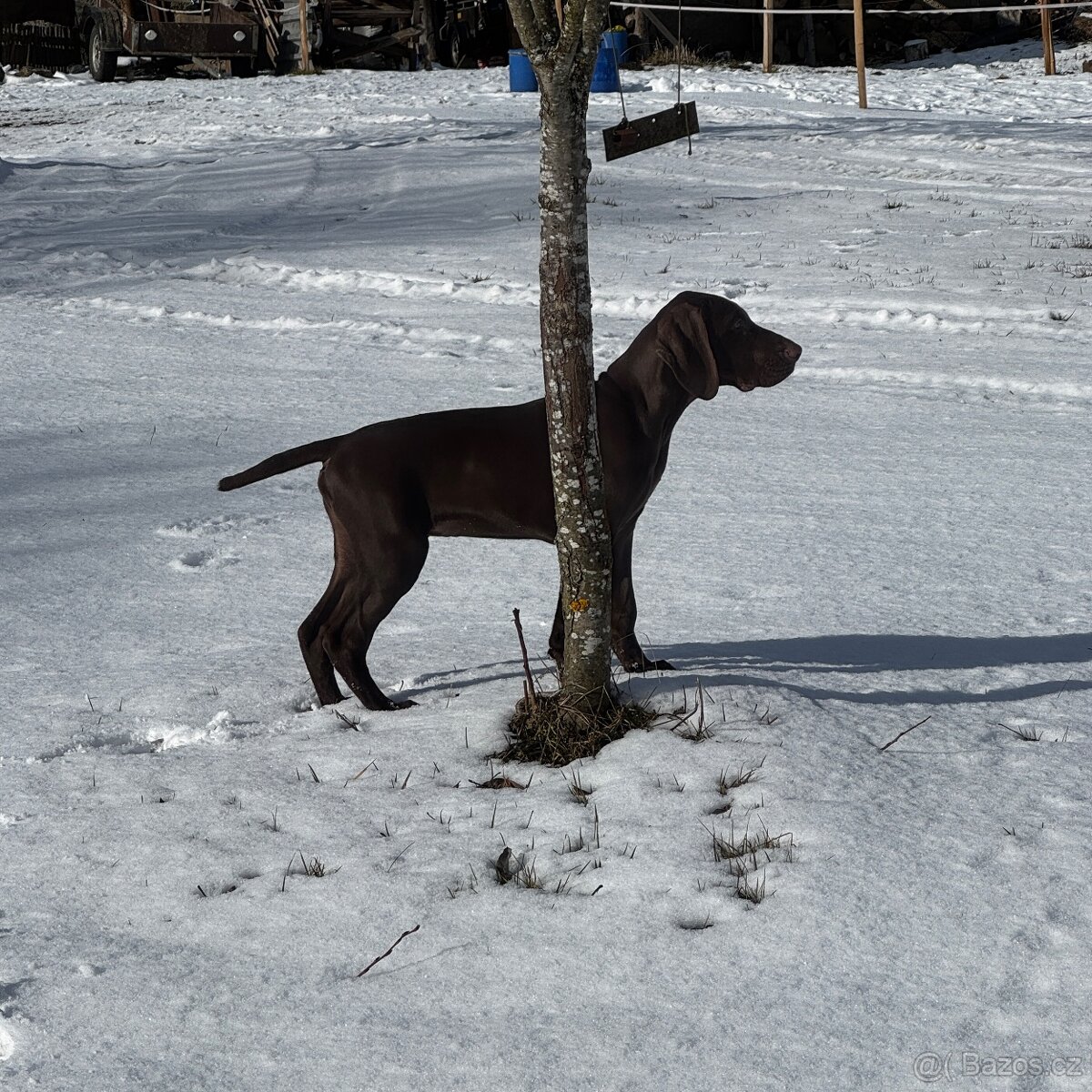 Německý krátkosrstý ohař - 7