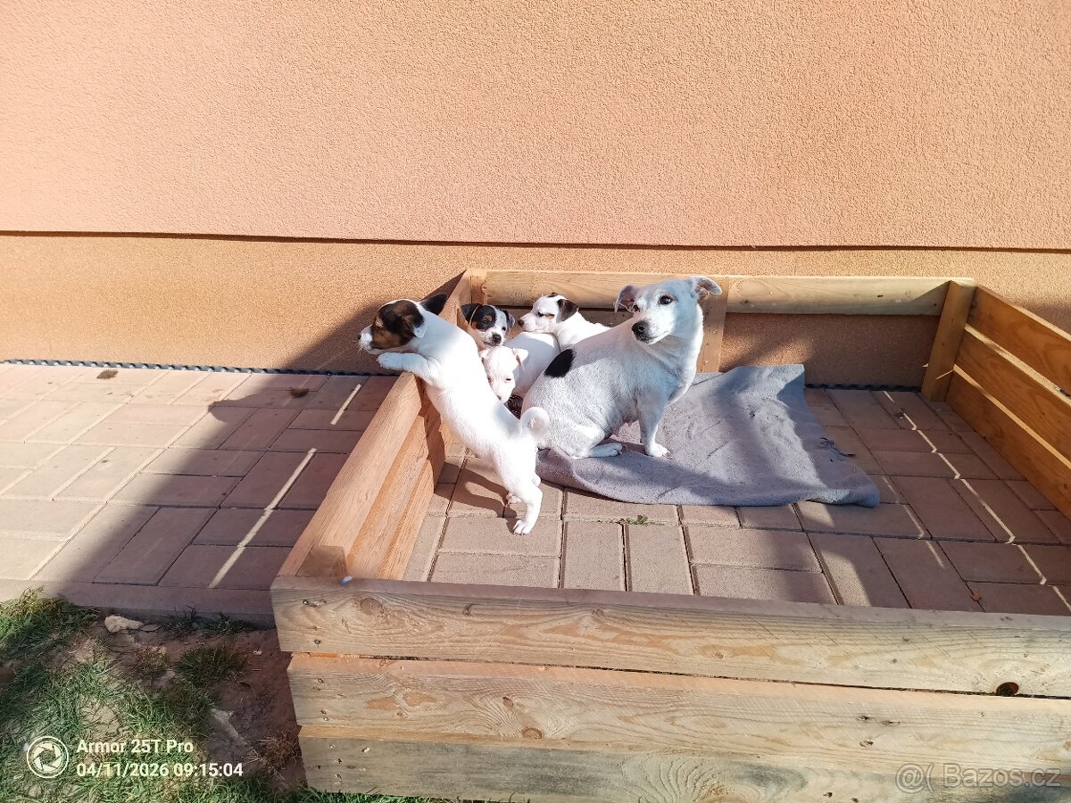 štěňata - Jack Russell teriér - 7