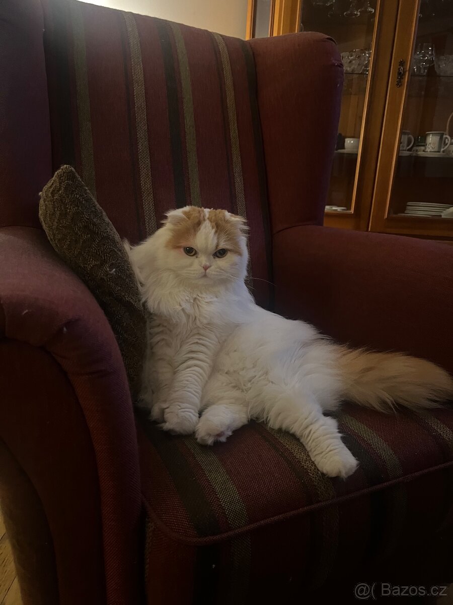 Kocour k nakrytí - 7