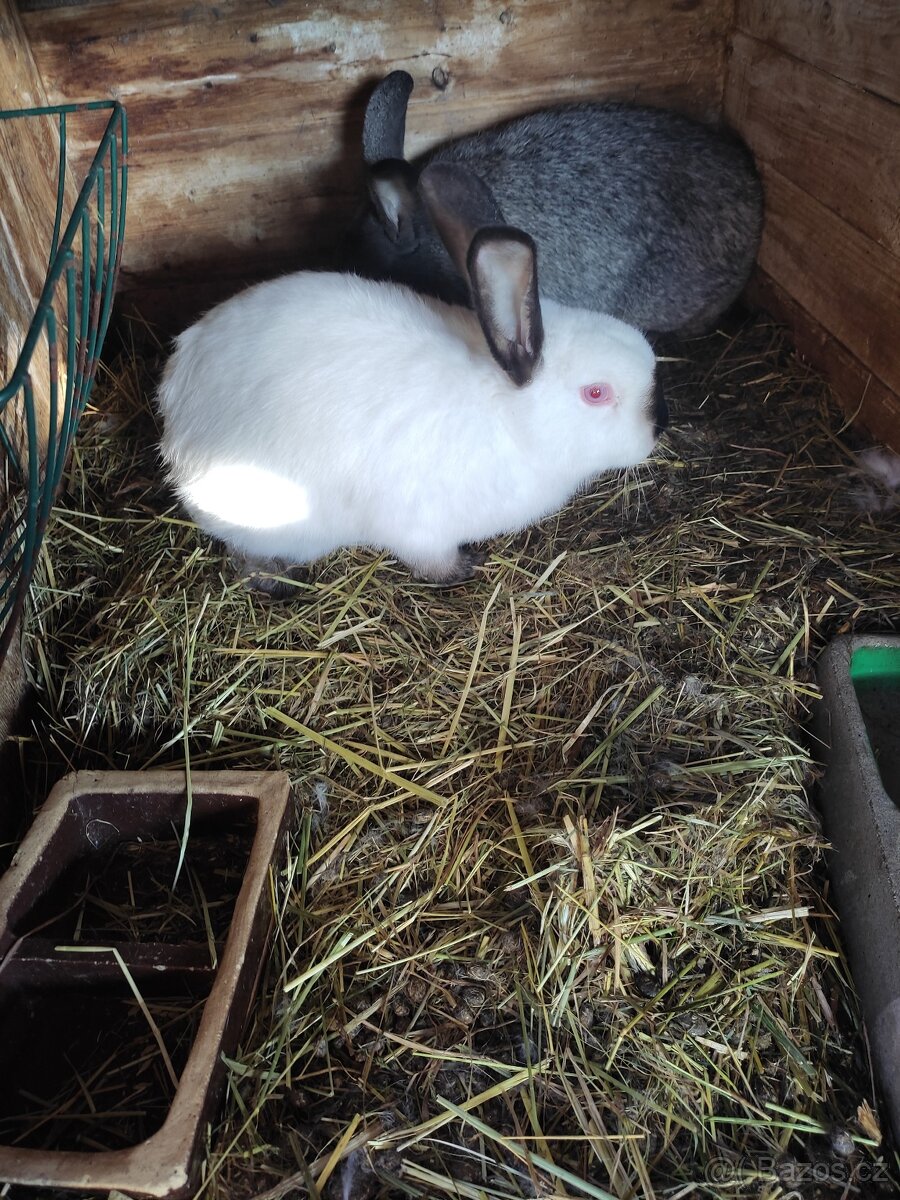 Králík domácí - 7