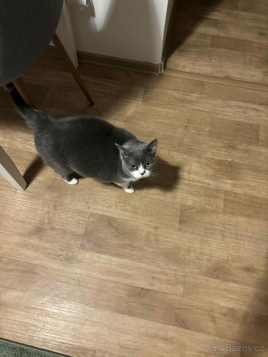 Kočičí seniorka k adopci - 7