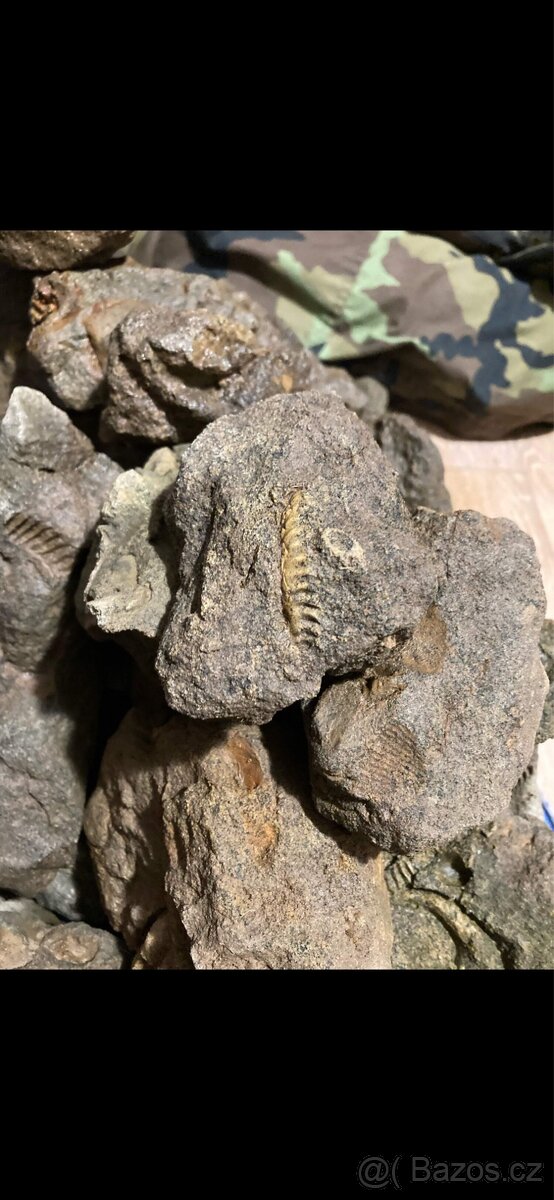 Zkameněliny - fosilie - 7