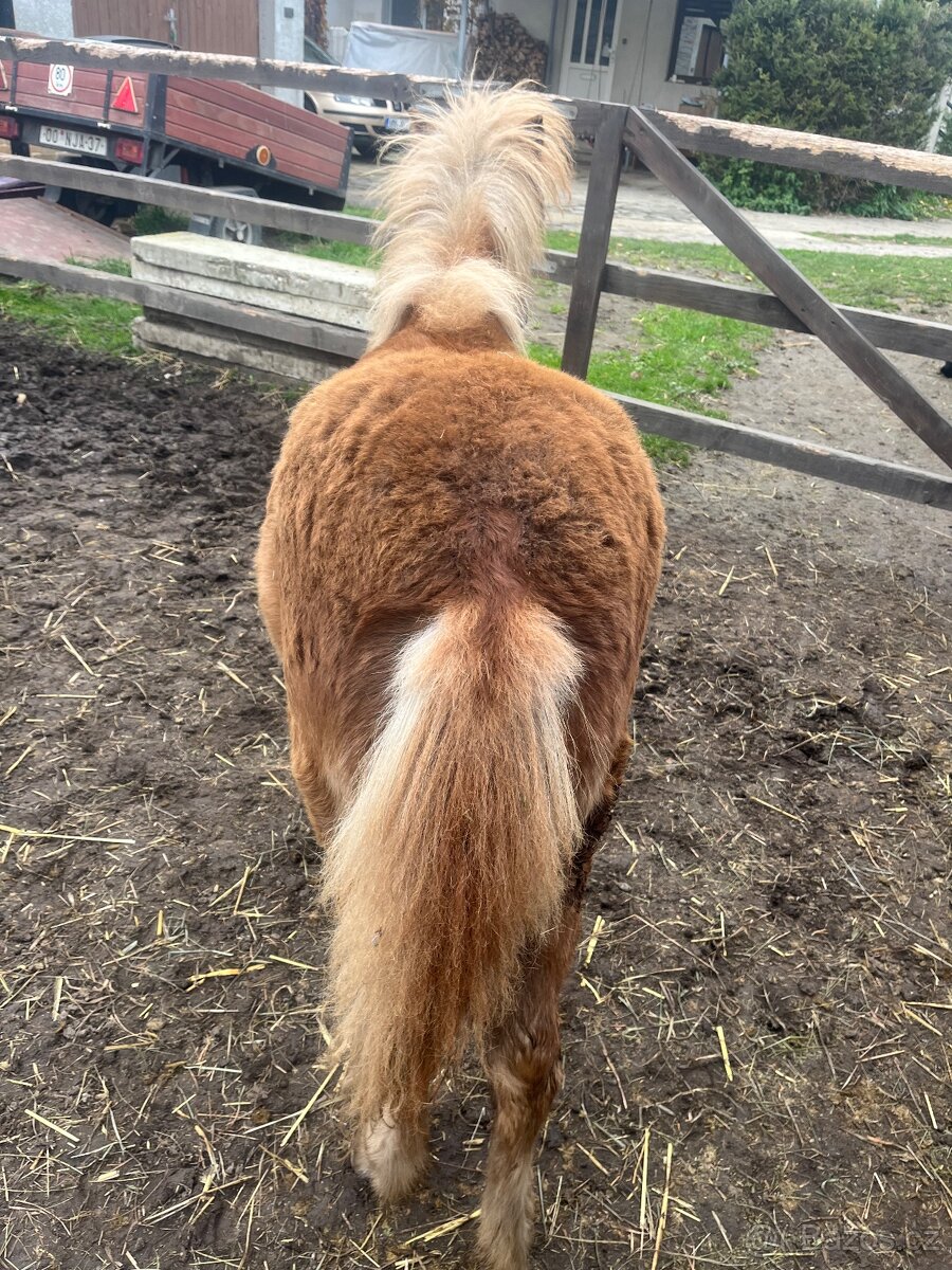 Pony kobylky SPECHA - 7