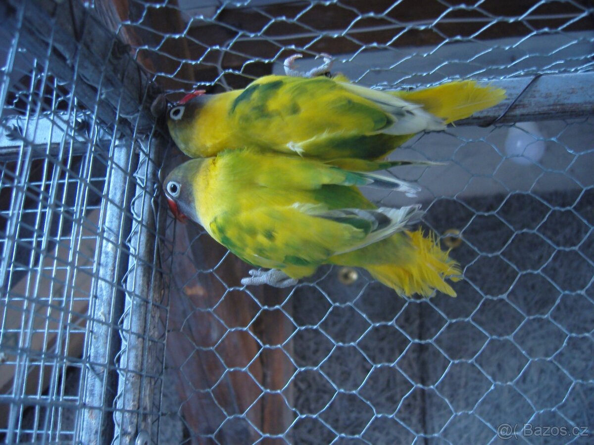Agapornis škraboškový - 7