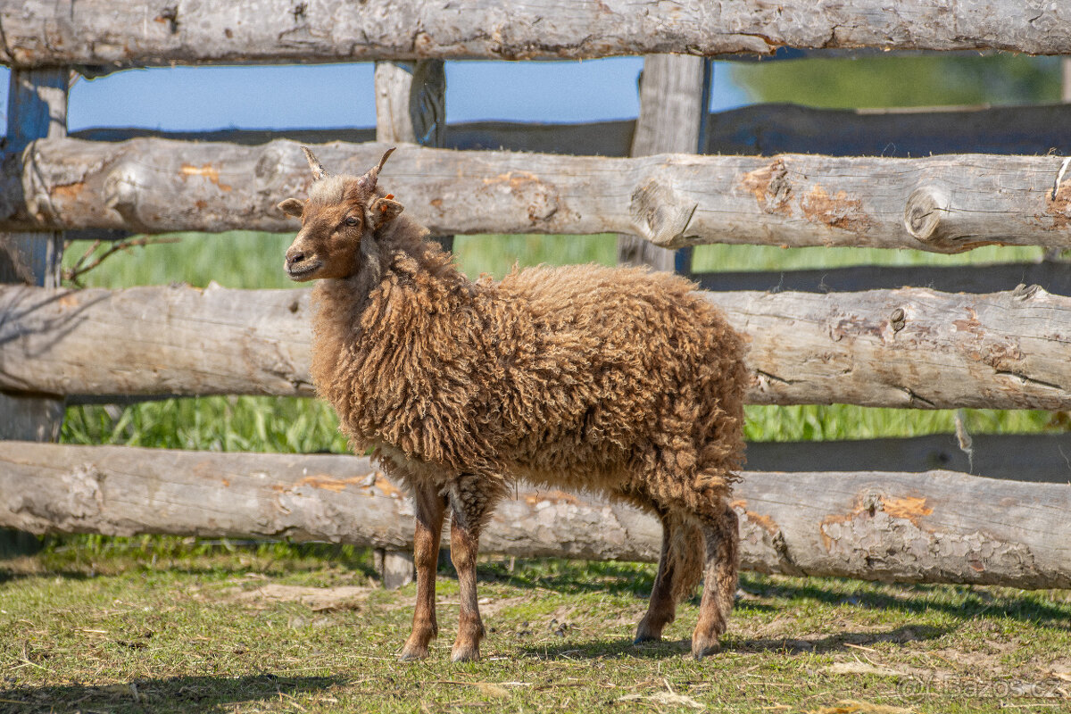 Jehňata ovce cápové/hortobágy racka - 7