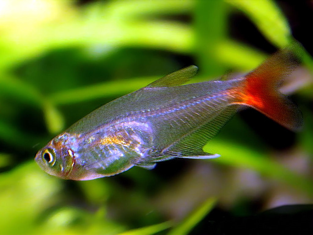 Aktuální nabídka akvarijních rybek,šneků,krevet - 7