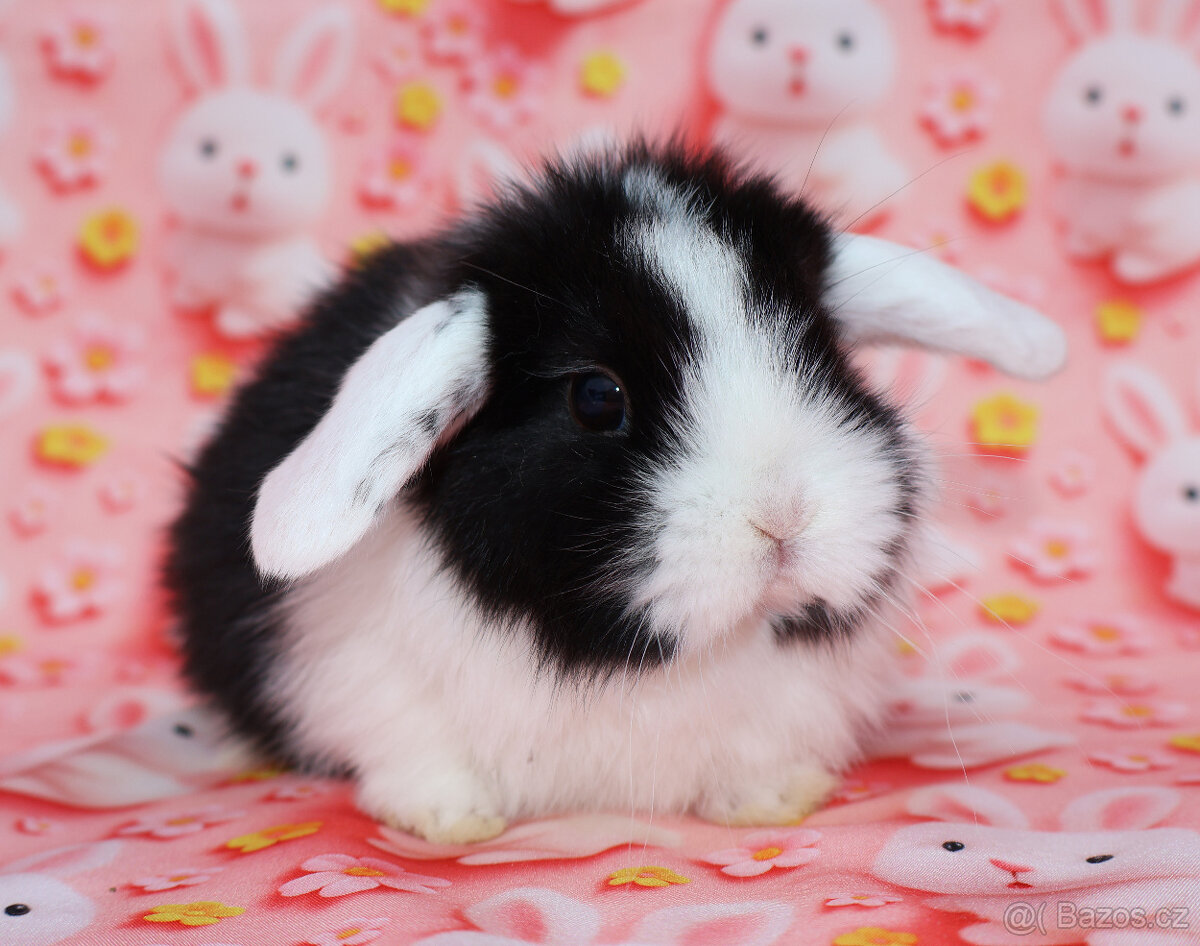 WO Zakrslý beránek s VP , maličká samička - 7