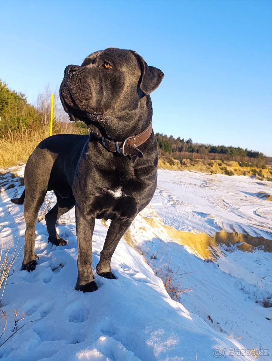 Cane CORSO - NABÍDKA KE KRYTÍ - 7